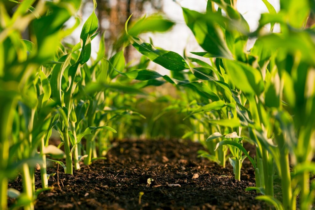 Sustainable Agriculture Through Technological Advancements Featured Image 5 1024x683